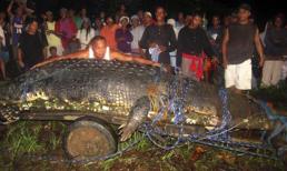 Bắt được con cá sấu dài 6,4m