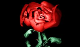 Chiêm ngưỡng những cơ thể "nở hoa"