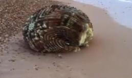 Xuất hiện trứng của người ngoài hành tinh?