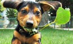 Những pha hài hước hiếm gặp