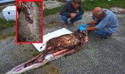 Trăn khổng lồ nuốt chửng một con nai