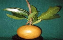 Kỷ lục Việt Nam: Xác lập 52 kỷ lục mới 