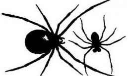 Nhện độc chọc mấy ông