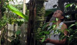 Buồng chuối dài 2m, 111 nải