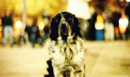 Bầu chó làm... lãnh đạo