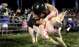 Cuộc thi cưỡi... lợn