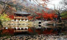 Đắm mình trong cảnh đẹp mùa thu xứ Hàn!