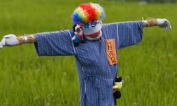 Gã bù nhìn đi tìm đầu