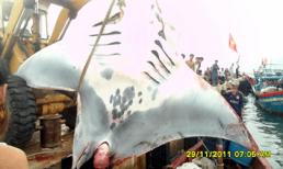 Ba giờ vật lộn bắt cá nặng hơn 2 tấn