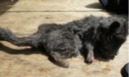 Phát hiện chuột đá tuyệt chủng 11 triệu năm 