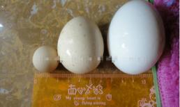 Quả trứng 2cm gây xôn xao ở Huế  