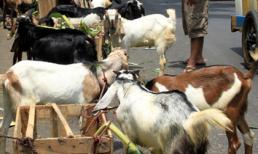 Hàng ngàn con dê bị "hành quyết" ở nơi tổ chức SEA Games