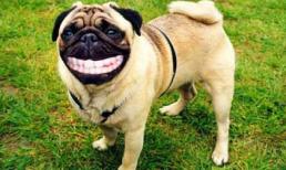 Những chú chó hài hước