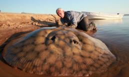 Bắt được cá đuối nước ngọt khổng lồ