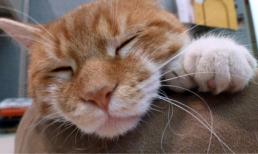 Chú mèo có 26 ngón chân