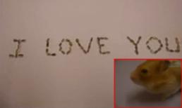 Video: Chú chuột xếp chữ I love you