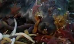 Video: sinh vật dưới đáy biển dọn xác hải cẩu