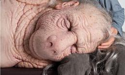 Những ý tưởng kinh dị về động vật