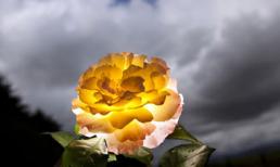 Những bức ảnh gây sửng sốt nhất năm 2011 (2)