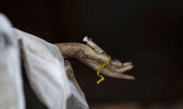 Những bức ảnh gây sửng sốt nhất năm 2011 (1)