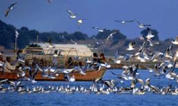 Hàng trăm con chim tự sát tập thể