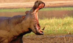 10 cái chết lạ lùng và khủng khiếp nhất qua những con số