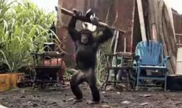 Không nên đùa với "Tinh Tinh"