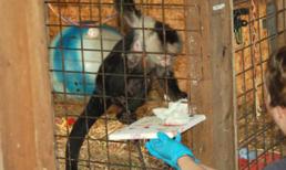 Khỉ kiếm bộn tiền nhờ… vẽ tranh trừu tượng