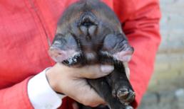 Chú lợn có hai mõm