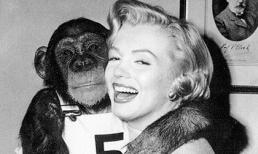 Bộ ảnh Marilyn Monroe bên những người bạn... lông lá