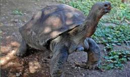 "Cụ rùa" nặng 400 kg tại Galapagos