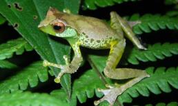 Sửng sốt loài ếch hót như… chim ở Nghệ An