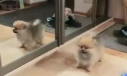 Clip các tai nạn hài hước nhất tuần đầu tháng 12