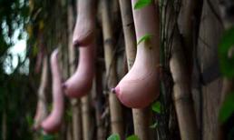 Quả mướp... gợi cảm như đôi gò bồng đảo