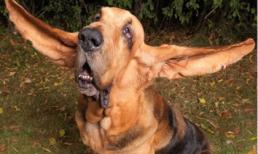 Những kỷ lục "quái" nhất thế giới