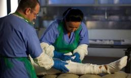 Những câu chuyện kỳ quái nhất năm