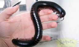 5 thú vui 'quái' và 'sởn da gà' của teen Việt 2011 