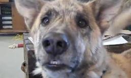 Chó biết nói gây "sốt" cộng đồng mạng 2011