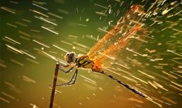 Những bức ảnh thiên nhiên đẹp nhất năm