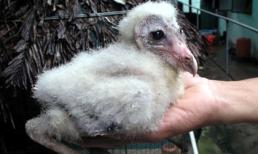 Xem chim lạ "khổng lồ" trong... nhà dân