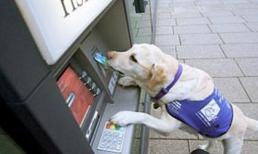 Những khả năng kỳ lạ của động vật