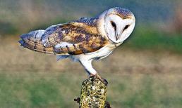 Đã xác định được nguồn gốc "chim khổng lồ"