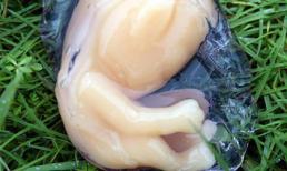 Sự thật kinh hoàng về "người ngoài hành tinh"