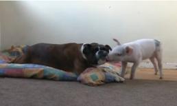 “Cặp đôi 4 chân” thân thiện nhất năm 2011