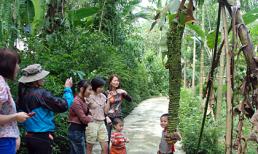 Đổ xô đi xem buồng chuối gần... 180 nải