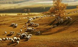 Đắm mình trong sắc vàng của thu