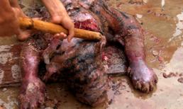 Gặp “vua diệt hổ” bằng bộc phá (Kỳ 1)