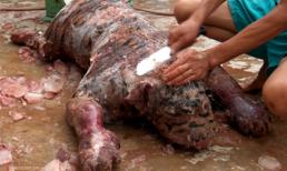 Người cắt đầu 2 con hổ và cái chết của “vua săn hổ" (Kỳ 2)