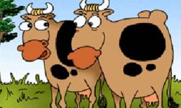 Chuyện của... bò