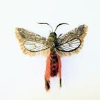 Thế giới côn trùng làm từ… tóc